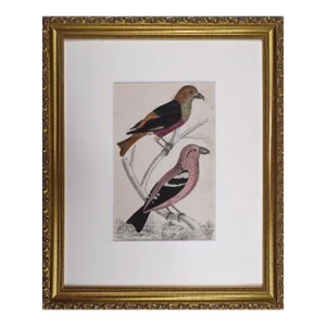 19th Century English Hand Colored Bird Engraving by Goldsmith
