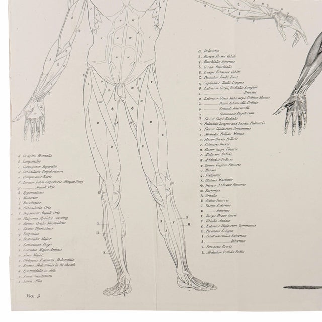 1845 Pair of Human Anatomy Monochrome Engravings | Encyclopaedia Metropolitana For Sale In Columbus - Image 6 of 10