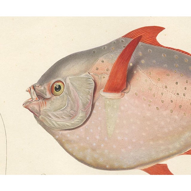 Louis Bévalet and H. Blanchard, Opah or Moonfish, 1845, Lithograph on Paper For Sale - Image 4 of 10