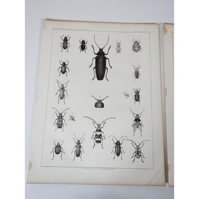 Mid 19th Century Mid 19th Century Us Pacifc Railroad Insect Beetle Lithograph Book Plate - A Pair For Sale - Image 5 of 5