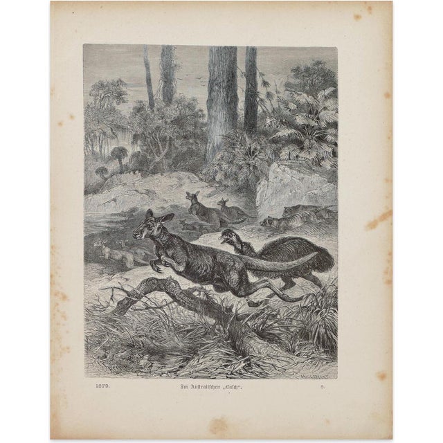 Friedrich Specht 1, Kangaroos in Danger, Lithograph, 1879 For Sale - Image 4 of 4