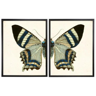 Split White & Blue Butterfly Prints in Copper & Black Shadowboxes 46ʺ × 39ʺ - a Pair For Sale