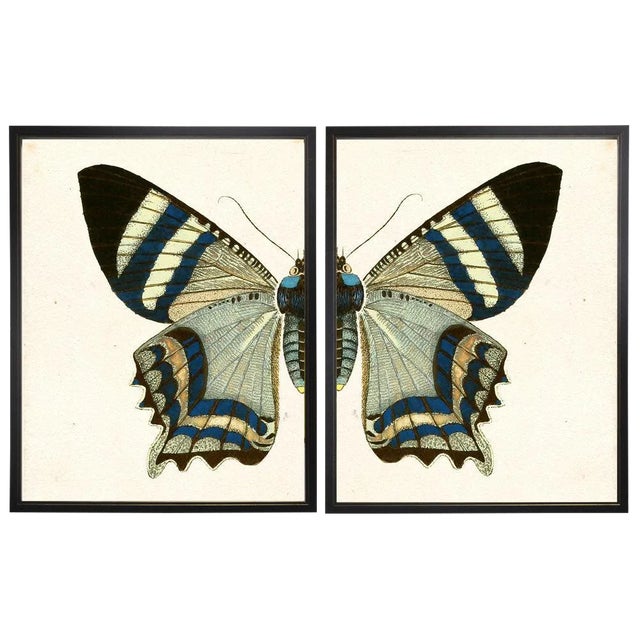 Split White & Blue Butterfly Prints in Copper & Black Shadowboxes 46ʺ × 39ʺ - a Pair For Sale