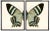 Split White & Blue Butterfly Prints in Copper & Black Shadowboxes 46ʺ × 39ʺ - a Pair For Sale
