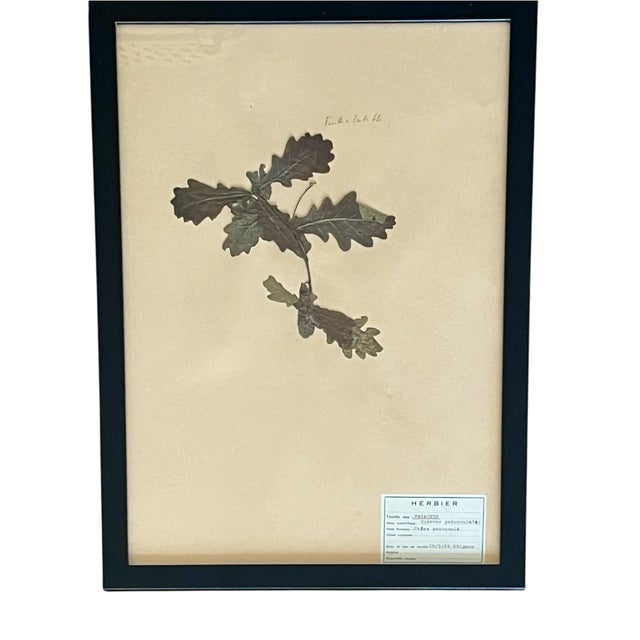 Black 1965 French Herbarium Botanical Specimens – Set of 9 Custom Framed Pressed Botanicals For Sale - Image 8 of 17