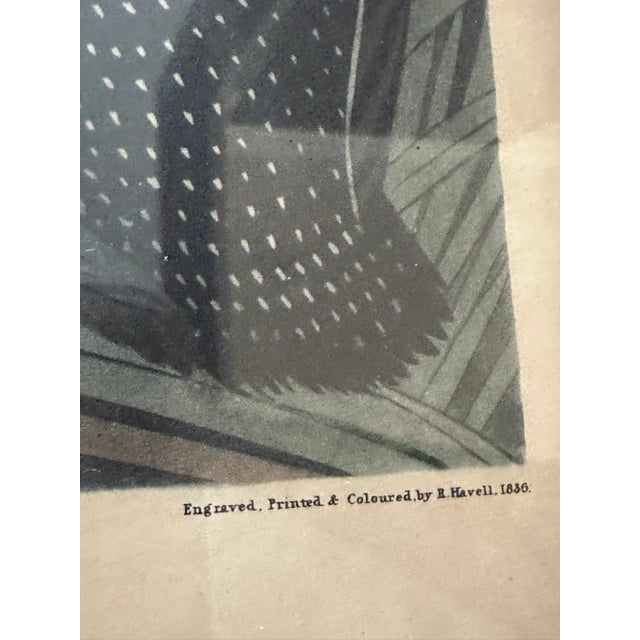 American Pair of Vintage Great Bird Paintings of John James Audubon For Sale - Image 3 of 11