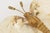 Coastal Shell and Gold Plated Butterfly Bowl or Ring Dish For Sale In Miami - Image 6 of 9