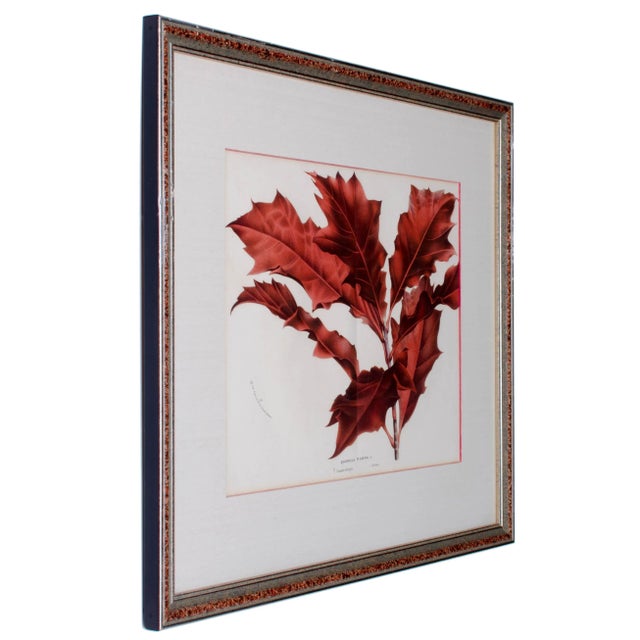 Late 19th Century Botanical Lithographs from Linden’s L’Illustration Horticole - A Pair For Sale - Image 5 of 7