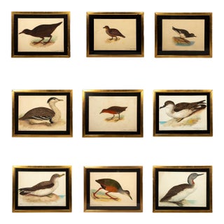 20th-Century French Ornithological Watercolors: A Collection of Exotic Birds - Set of 9 For Sale