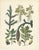 Calwer, Botanical Plates of Technical Plants, 1854, Prints, Set of 12 For Sale - Image 13 of 15
