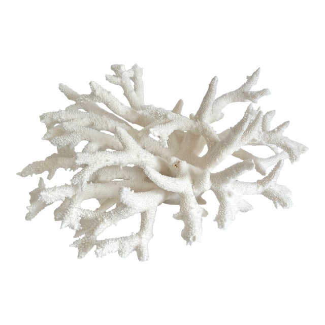 Large natural white Staghorn coral specimen mounted on a polished 8" x 8" x 1" acrylic base makes a statement in any type...