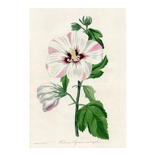 1836, Syrian Hibiscus Botanical Print From Joseph Paxton, Antique Hand-Colored Lithograph, England For Sale