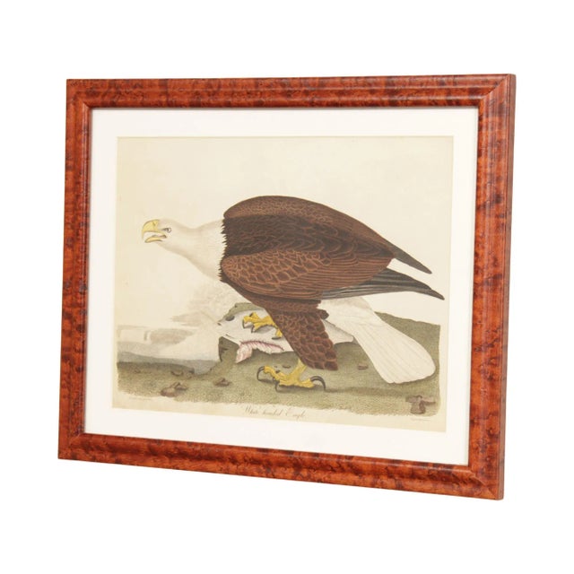 Alexander Lawson 'White-Headed Eagle' Hand Colored Engraving For Sale - Image 13 of 13