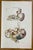 Stomach Diseases is a lithograph hand colored by Ottavio Muzzi for the edition of Antoine Chazal, Human Anatomy, Printers...
