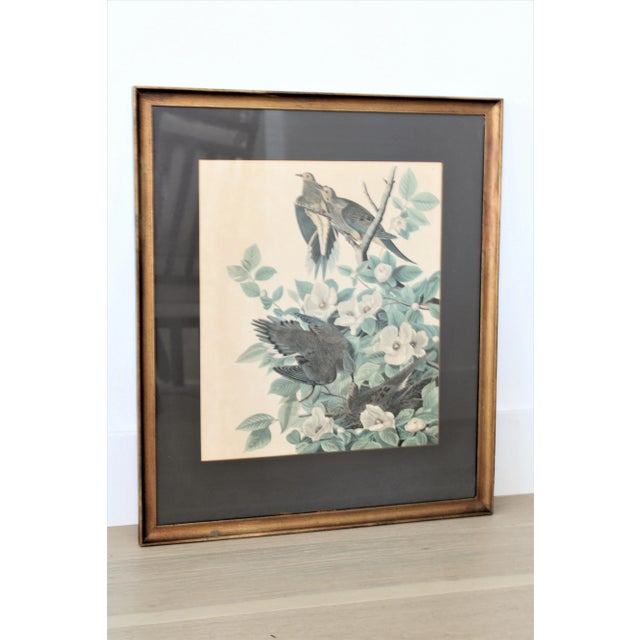 A fine pair of John James Audubon, Yellow Breasted Chat lithographs. Presented under glass in antique gold gilded frames...