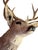 Vintage Mule Deer Taxidermy Shoulder Mount For Sale - Image 4 of 4