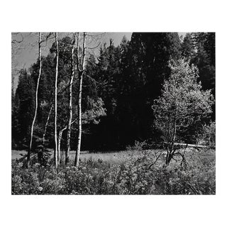 1970s Sequoia National Park Landscape Photograph by Don Ware For Sale