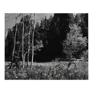1970s Sequoia National Park Landscape Photograph by Don Ware
