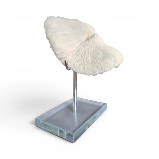 White Natural White Mushroom Coral Specimen on Glass Block For Sale - Image 8 of 12