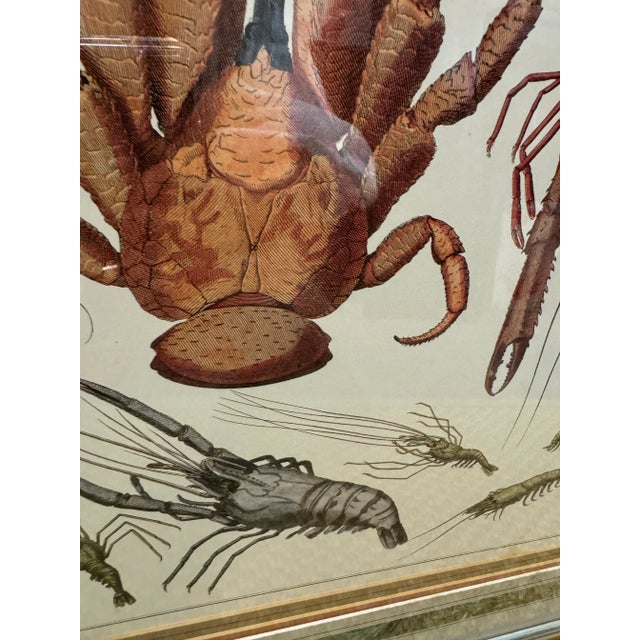 Vintage, wood framed, large size Lobster & shrimps motif print.