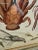 Vintage, wood framed, large size Lobster & shrimps motif print.