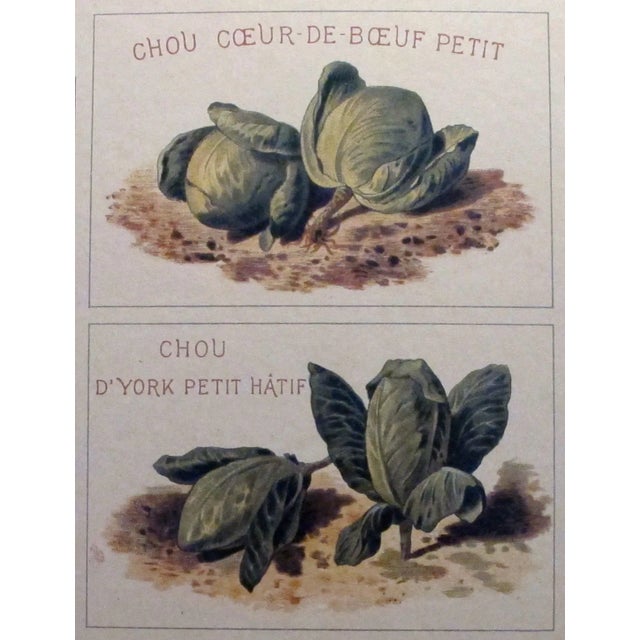 1900 Original French Vintage Vegetable Chart For Sale - Image 5 of 6