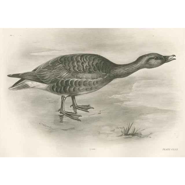 Paper After Lilian Medland, Grey Goose Walking, 1909, Print For Sale - Image 7 of 7