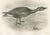 Paper After Lilian Medland, Grey Goose Walking, 1909, Print For Sale - Image 7 of 7