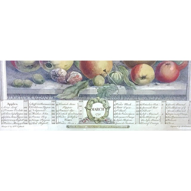 Early 20th Century Vintage Apple & Pear Species Engraving For Sale - Image 5 of 7