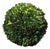 Boxwood Ball 12" For Sale