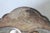 Metal Vintage Silver-Plated Scallop Shell Trinket Dish For Sale - Image 7 of 10