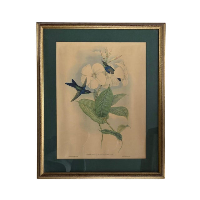 After W. Hart & HC Richter, Thalurania Refulgens and Hylonympha Macrocerca, 1800s, Hand-Colored Lithographs, Set of 2 For Sale - Image 3 of 18