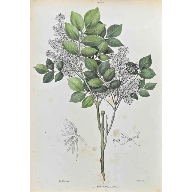 Vincenzo Tenore, The Oleaceae, Lithograph, 1870s For Sale