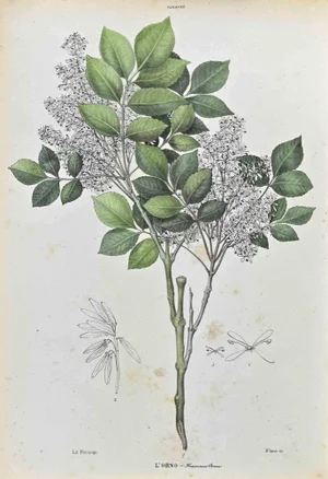Vincenzo Tenore, The Oleaceae, Lithograph, 1870s
