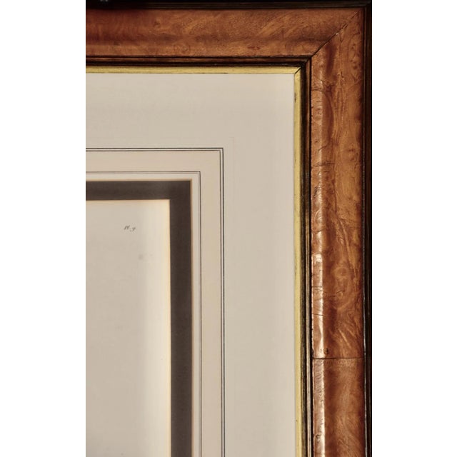 Le Mangabey Monkey: Framed Audebert 18th C. Hand-Colored Engraving, 1797 For Sale In San Francisco - Image 6 of 7