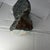 Tendai Chipiri.Stone Owl Sculpture For Sale In Houston - Image 6 of 8