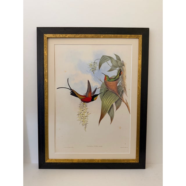 1990s Framed Print, Fiery Topaz Hummingbird or Topaza Pyra (Plate 67- Hill House Edition) Reproduction Print After John Gould For Sale - Image 10 of 10