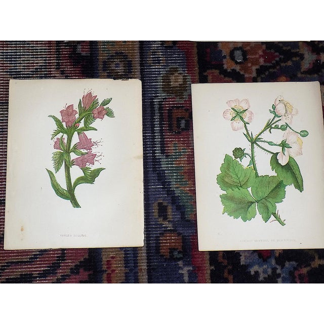 Mid 19th Century Antique 19th Century Anne Pratt Botanical Chromolithographs - Set of 12 For Sale - Image 5 of 10