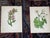 Mid 19th Century Authentic Antique 19th Century Anne Pratt Botanical Chromolithographs - Set of 12 For Sale - Image 5 of 10