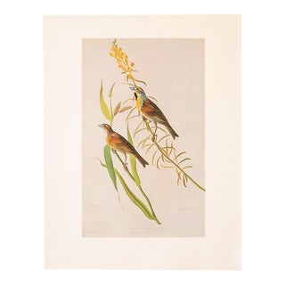 1966 Vintage Cottage Print "Black-Throated Bunting & Dickcissel" After John James Audubon For Sale