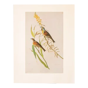 1966 Vintage Cottage Print "Black-Throated Bunting & Dickcissel" After John James Audubon