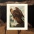 Coffee 1966 Vintage American Classical Print "Golden Eagle" After John James Audubon For Sale - Image 8 of 9