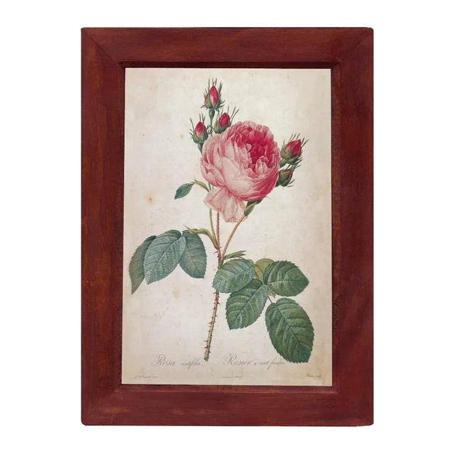 Illustration Cabbage Rose Rosa Centifolia Vintage Color Illustration Reproduction Print Behind Glass in Wood Frame For Sale - Image 3 of 3