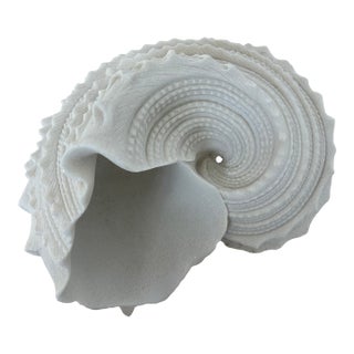 Large Vintage Beach Seashell Sculpture, White For Sale