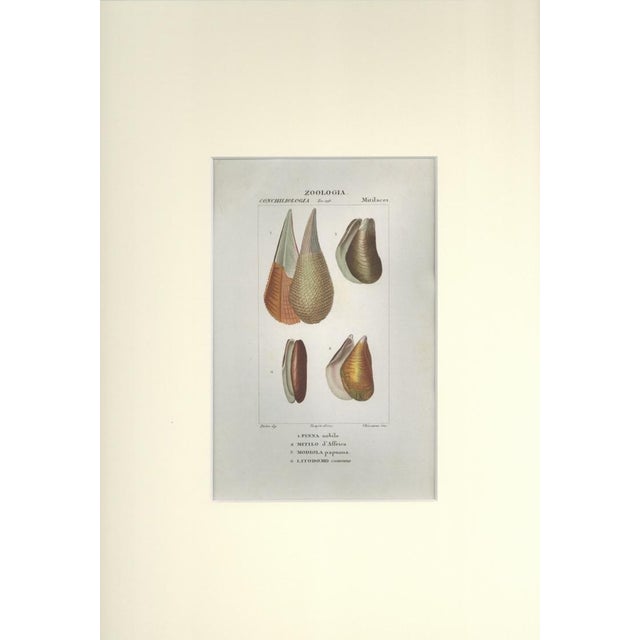 This is one of the illustrations of " Dizionario di scienze naturali" (Natural sciences dictionary) edited by Battelli nel...