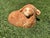 Farmhouse Vintage Cast Iron Sheep Garden Ornament For Sale - Image 3 of 8