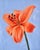 This oil on canvas artwork features a vibrant orange lily set against a soft blue background, creating a striking contrast...