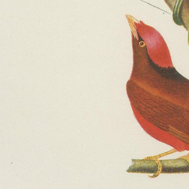 1940s Descourtilz, Tanagers and Cotingas, Brazilian Bird Print, 1944, Paper For Sale - Image 5 of 12