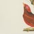 1940s Descourtilz, Tanagers and Cotingas, Brazilian Bird Print, 1944, Paper For Sale - Image 5 of 12