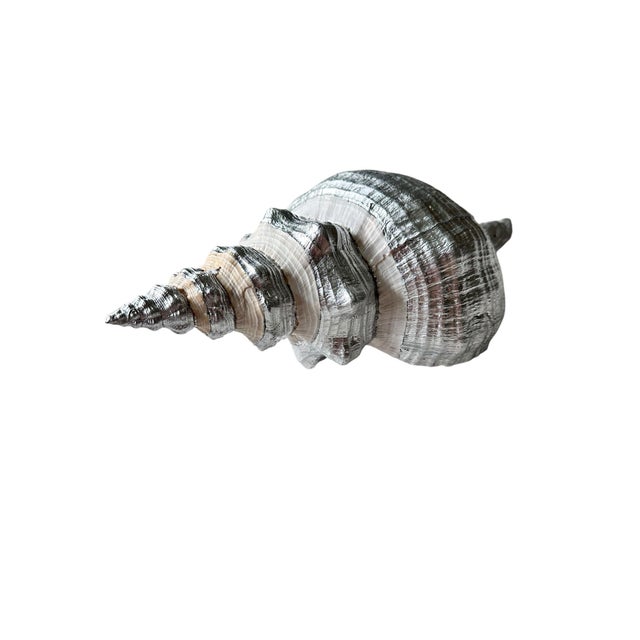 Oversized 14” Silver Leaf Horse Conch Shell Sculpture – Natural Coastal Object, Hand-Finished Organic Luxe Decor For Sale - Image 4 of 7